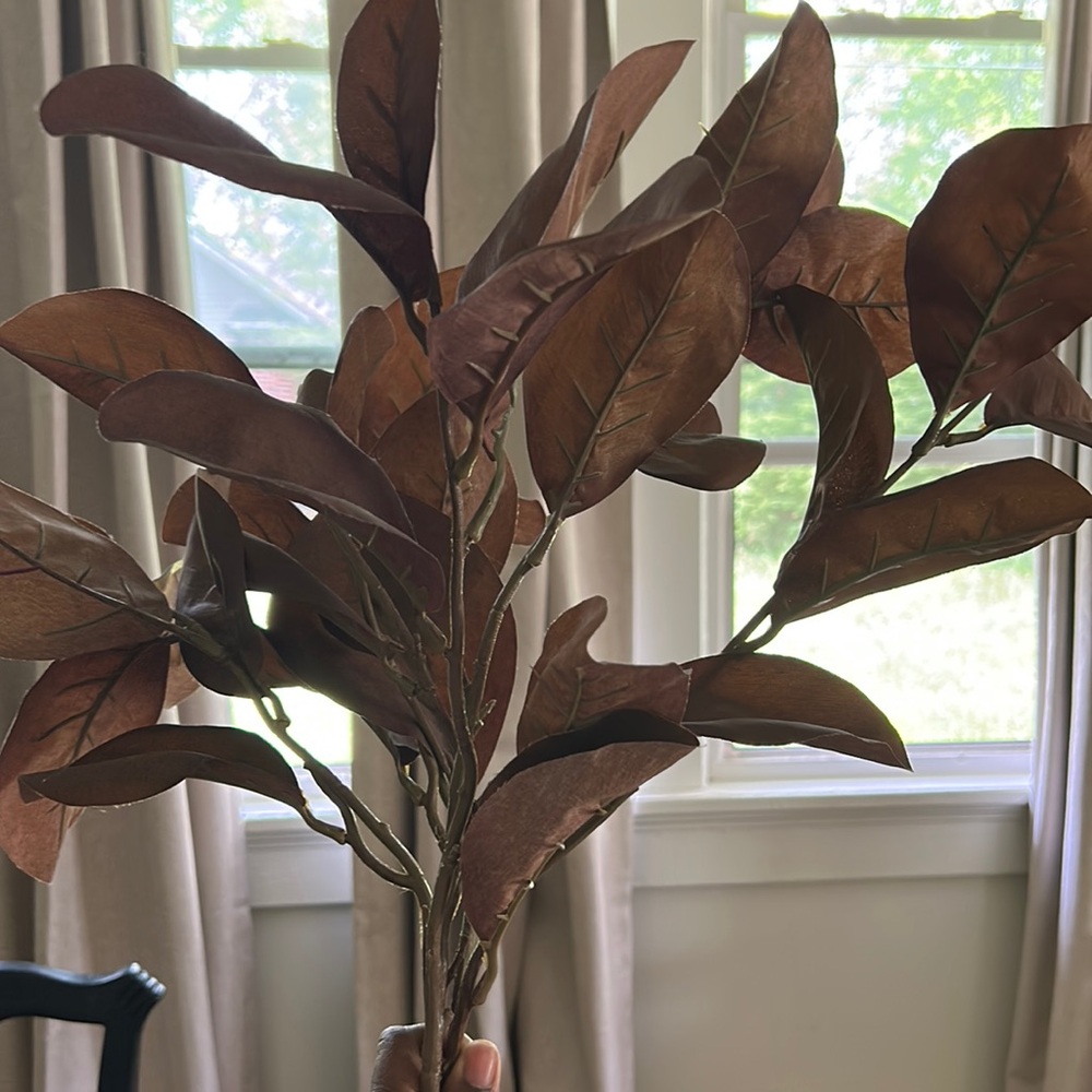 Brown stem leaves